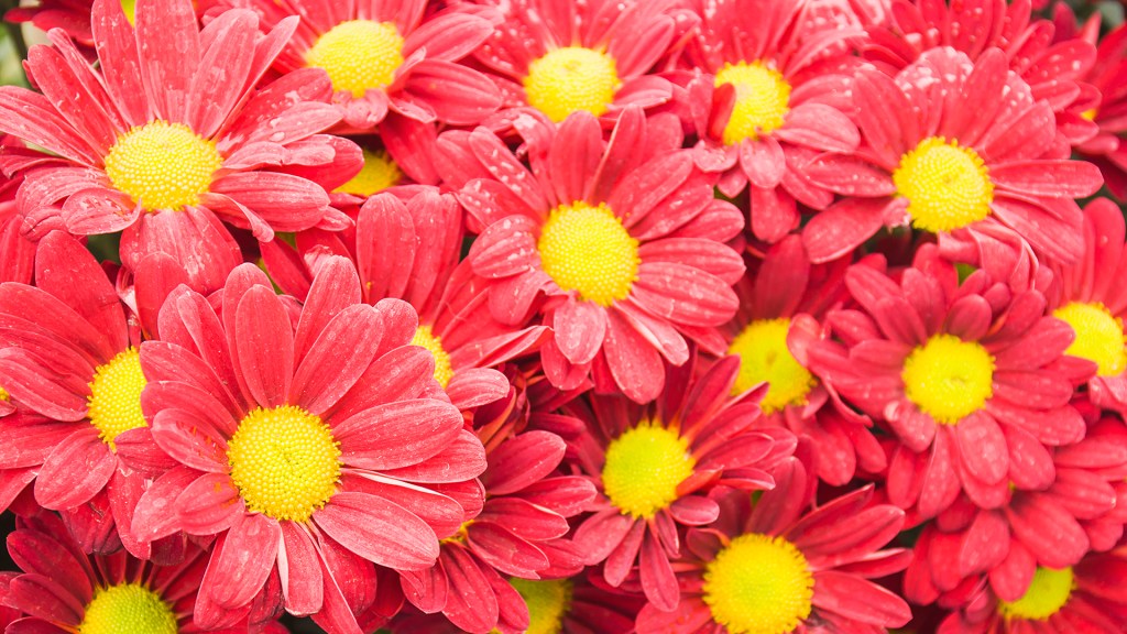 Bright pink daisies with bold center blooms represent beauty available when stress is managed